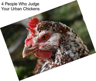 4 People Who Judge Your Urban Chickens