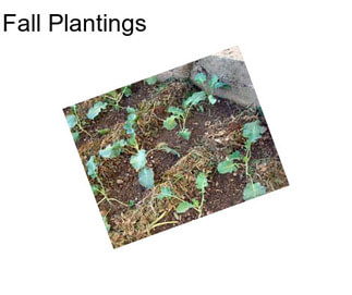 Fall Plantings