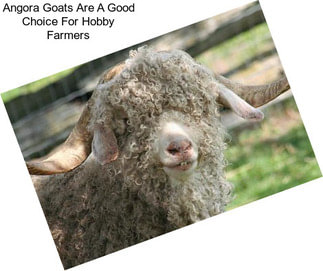 Angora Goats Are A Good Choice For Hobby Farmers