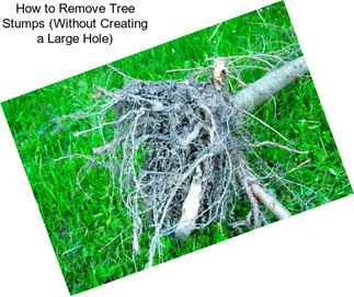 How to Remove Tree Stumps (Without Creating a Large Hole)