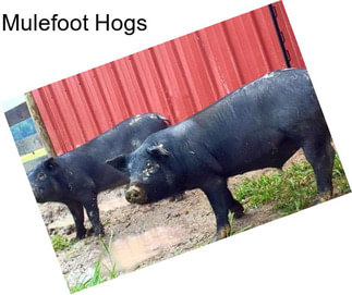 Mulefoot Hogs