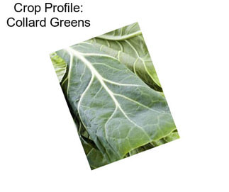 Crop Profile: Collard Greens