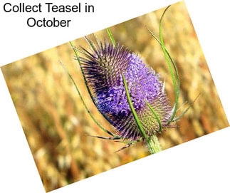 Collect Teasel in October