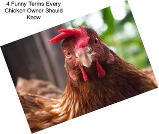 4 Funny Terms Every Chicken Owner Should Know