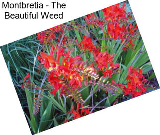 Montbretia - The Beautiful Weed