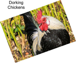 Dorking Chickens
