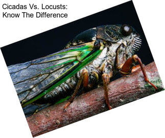 Cicadas Vs. Locusts: Know The Difference