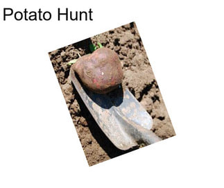 Potato Hunt