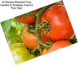 24 Disease-Resistant Crop Varieties & Strategies Improve Their Vigor