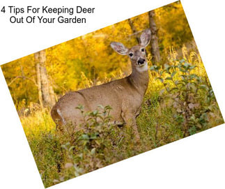 4 Tips For Keeping Deer Out Of Your Garden