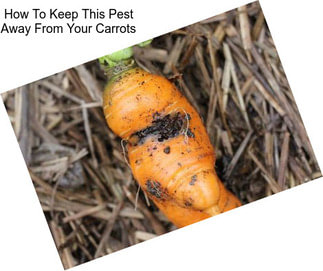 How To Keep This Pest Away From Your Carrots