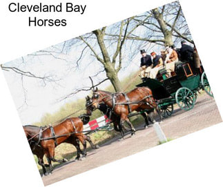 Cleveland Bay Horses