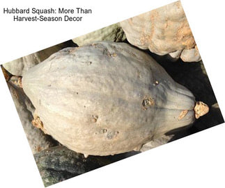 Hubbard Squash: More Than Harvest-Season Decor