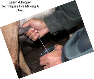Learn 4 Proper Techniques For Milking A Goat