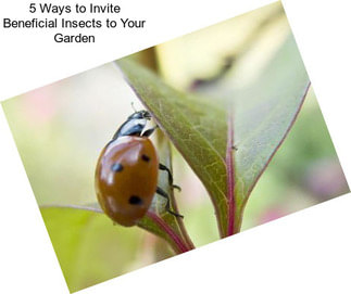 5 Ways to Invite Beneficial Insects to Your Garden