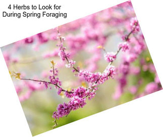 4 Herbs to Look for During Spring Foraging