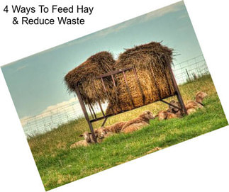 4 Ways To Feed Hay & Reduce Waste