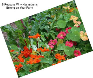 5 Reasons Why Nasturtiums Belong on Your Farm