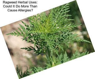Ragweed Herbal Uses: Could It Do More Than Cause Allergies?