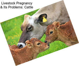 Livestock Pregnancy & Its Problems: Cattle