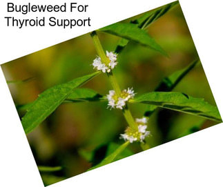 Bugleweed For Thyroid Support