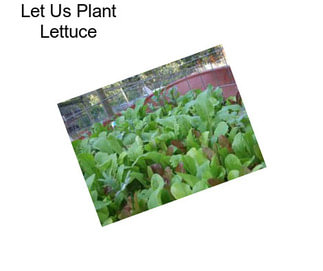 Let Us Plant Lettuce