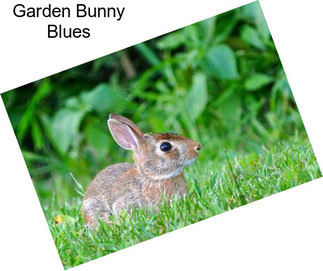 Garden Bunny Blues