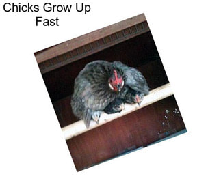 Chicks Grow Up Fast