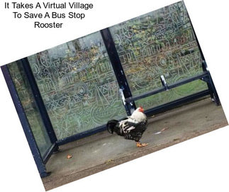It Takes A Virtual Village To Save A Bus Stop Rooster