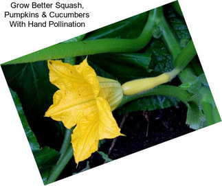 Grow Better Squash, Pumpkins & Cucumbers With Hand Pollination