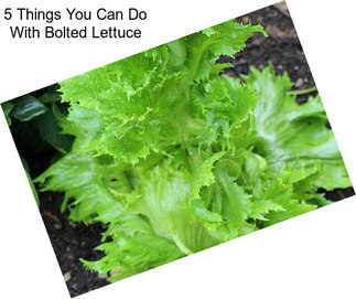 5 Things You Can Do With Bolted Lettuce