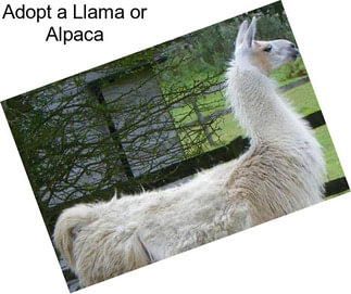 Adopt a Llama or Alpaca