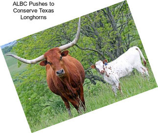 ALBC Pushes to Conserve Texas Longhorns
