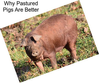 Why Pastured Pigs Are Better