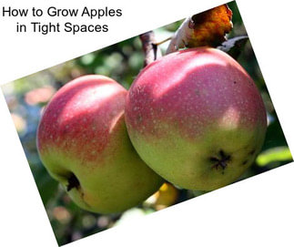 How to Grow Apples in Tight Spaces