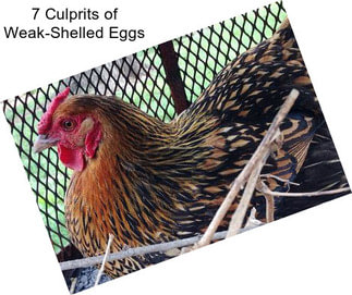 7 Culprits of Weak-Shelled Eggs
