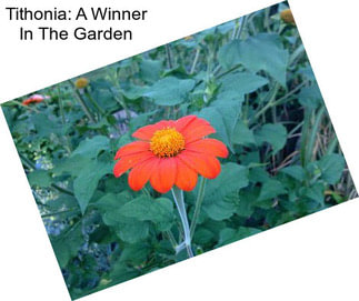 Tithonia: A Winner In The Garden