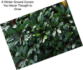 6 Winter Ground Covers You Never Thought to Grow