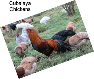 Cubalaya Chickens