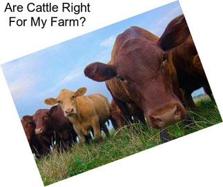 Are Cattle Right For My Farm?
