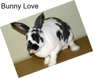 Bunny Love