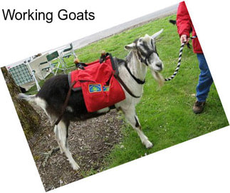 Working Goats