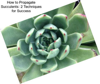 How to Propagate Succulents: 2 Techniques for Success