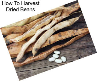 How To Harvest Dried Beans