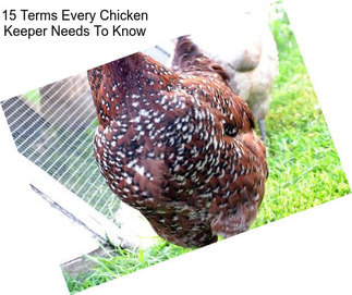 15 Terms Every Chicken Keeper Needs To Know