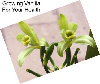 Growing Vanilla For Your Health