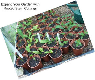 Expand Your Garden with Rooted Stem Cuttings