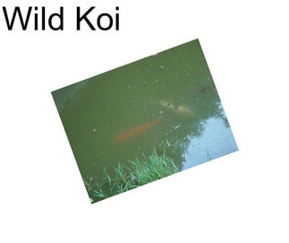 Wild Koi