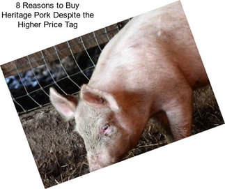8 Reasons to Buy Heritage Pork Despite the Higher Price Tag