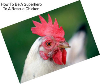 How To Be A Superhero To A Rescue Chicken